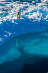 Large polar bear walking on the ice pack in the Arctic Circle, Barentsoya, Svalbard, Norway