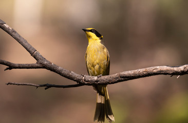 Fototapeta premium Yellow Tufted Honeyeater perched on a branch