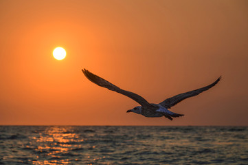 flying bird seagull in the sky sea sunset