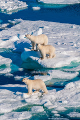 Mother polar  bear with cubs on  ice pack in the Arctic Circle, Barentsoya, Svalbard, Norway © Don Landwehrle