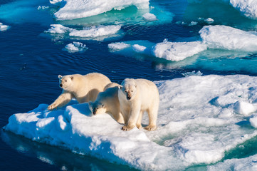 Mother polar  bear with cubs on  ice pack in the Arctic Circle, Barentsoya, Svalbard, Norway © Don Landwehrle
