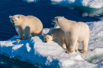 Mother polar  bear with cubs on  ice pack in the Arctic Circle, Barentsoya, Svalbard, Norway © Don Landwehrle