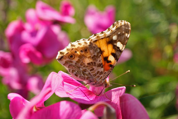 Schmetterlinge Deutschlands - Distelfalter