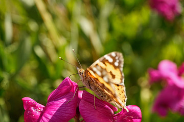Schmetterlinge Deutschlands - Distelfalter