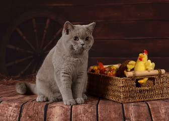 british cats on the studio backgrounds