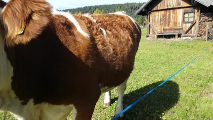 Curious cow approaching the camera, Alto Adige - South Tyrol, Italy