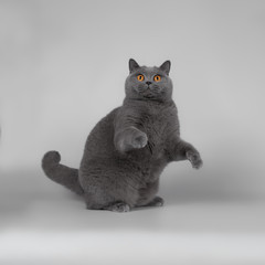 british cats on the studio backgrounds