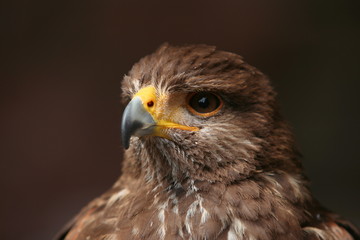 Portrait buse