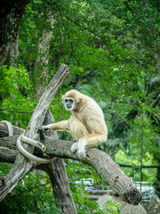 Gibbon on the tree
