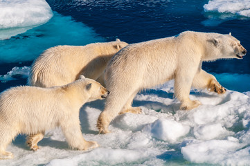 Mother polar  bear with cubs on  ice pack in the Arctic Circle, Barentsoya, Svalbard, Norway © Don Landwehrle
