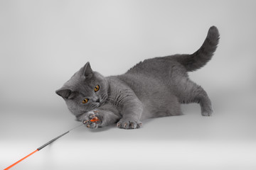 british cats on the studio backgrounds