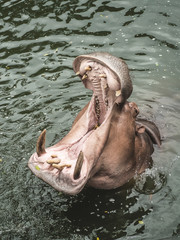 Fototapeta premium A hippopotamus in the water