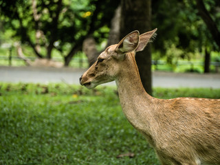 Close-up Eld's deer or Brow-antlered deer (Rucervus eldii thamin) standing on the lawn