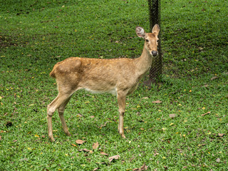 Naklejka na ściany i meble Close-up Eld's deer or Brow-antlered deer (Rucervus eldii thamin) standing on the lawn