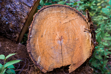 cut of a tree