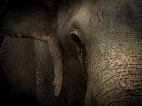 Closeup Old Elephant In Thailand Sanctuary