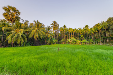Fototapeta premium landscape with palm trees and blue sky