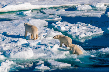 Obraz na płótnie Canvas Mother polar bear with cubs on ice pack in the Arctic Circle, Barentsoya, Svalbard, Norway
