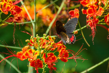 mariposa