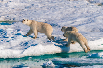 Mother polar  bear with cubs on  ice pack in the Arctic Circle, Barentsoya, Svalbard, Norway © Don Landwehrle