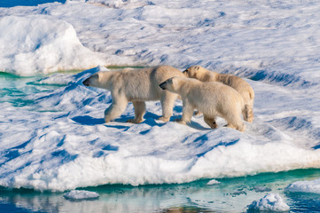 Mother polar  bear with cubs on  ice pack in the Arctic Circle, Barentsoya, Svalbard, Norway © Don Landwehrle