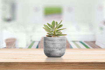 Cement Vase with Suculenton vase pot on table