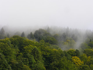 Forest mountain in the fog. Mystic mountains.