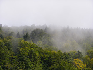 Forest mountain in the fog. Happy autumn.