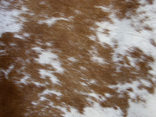 Brown and beige, spotted cow fur.