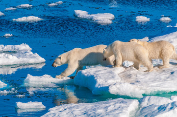 Mother polar  bear with cubs on  ice pack in the Arctic Circle, Barentsoya, Svalbard, Norway © Don Landwehrle