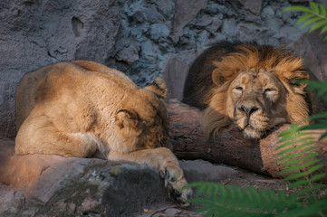 Two lions relaxing in the sun