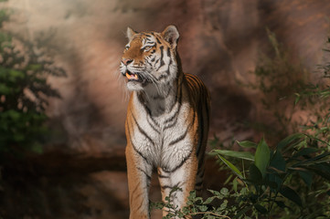 Beautiful Siberian tiger showing his teeth