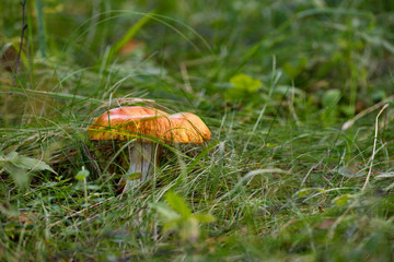 Mushroom in the grass closeup in the forest