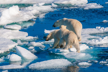 Mother polar  bear with cubs on  ice pack in the Arctic Circle, Barentsoya, Svalbard, Norway © Don Landwehrle