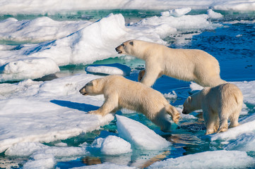 Mother polar  bear with cubs on  ice pack in the Arctic Circle, Barentsoya, Svalbard, Norway © Don Landwehrle