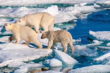 Mother polar  bear with cubs on  ice pack in the Arctic Circle, Barentsoya, Svalbard, Norway © Don Landwehrle