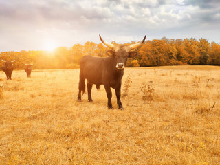 Ankole Watusi cow, known for its large horns.