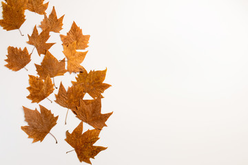 autumn maple leaves frame background with copy space for text
