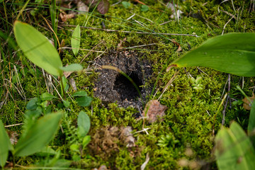 Mole hole in the forest in the ground