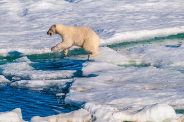 Polar  bear cubs jumping over water on the ice pack in the Arctic Circle, Barentsoya, Svalbard, Norway © Don Landwehrle