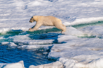 Polar  bear cubs jumping over water on the ice pack in the Arctic Circle, Barentsoya, Svalbard, Norway © Don Landwehrle