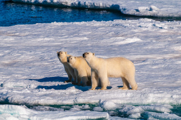 Mother polar  bear with cubs on  ice pack in the Arctic Circle, Barentsoya, Svalbard, Norway © Don Landwehrle