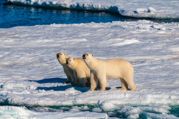 Mother polar  bear with cubs on  ice pack in the Arctic Circle, Barentsoya, Svalbard, Norway