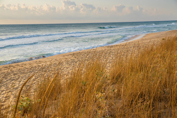 Grass on the sandy beach