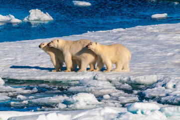 Mother polar  bear with cubs on  ice pack in the Arctic Circle, Barentsoya, Svalbard, Norway © Don Landwehrle