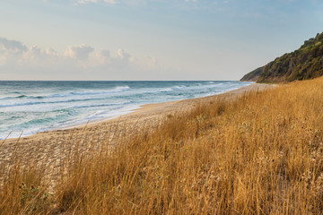 Grass on the sandy beach