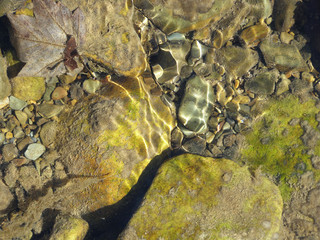 Stones at the bottom of the river. Relaxing murmur of the river.