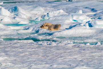 Mother polar  bear with cubs on  ice pack in the Arctic Circle, Barentsoya, Svalbard, Norway