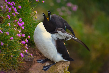 Razorbill