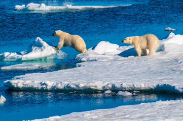 Mother polar  bear with cubs on  ice pack in the Arctic Circle, Barentsoya, Svalbard, Norway © Don Landwehrle